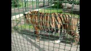 Tiger at the Wildlife Heritage Foundation ·