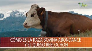 Como es la raza bovina Abondance y el queso Reblochon - TvAgro por Juan Gonzalo Angel Restrepo