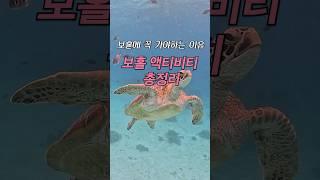 보홀 액티비티 10가지 총정리  #보홀 #보홀액티비티 #보홀여행