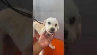 ️️#pets #banhoetosa #viralvideo #petshop #petlover #shorts #viralata