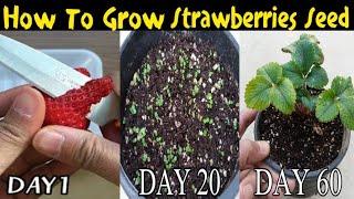 Strawberries Seed Growing At Home | Beauty with Gardening