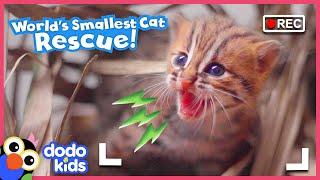 Mom’s Daring Baby Wild Cat Rescue Caught On Camera! | Dodo Kids | Rescued!