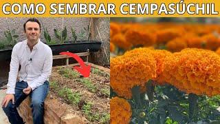 Aprende a Sembrar Flor De Cempasúchil y Dale Vida a tu Hogar 