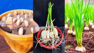 Simple way to grow garlic plant at home || How to grow garlic plant