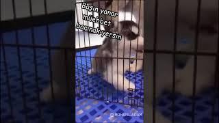 Dilenci taklidi yapan komik köpek