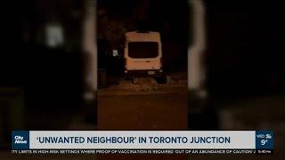 Coyotes spotted in Toronto Junction neighbourhood