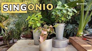 SINGONIO: Cuidados y reproducción de la planta de interior Syngonium // Jardinatis