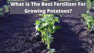 What Is The Best Fertilizer For Growing Potatoes?