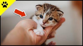 Entwicklung eines Katzenbabys von 0–8 Wochen ️ (SO NIEDLICH)