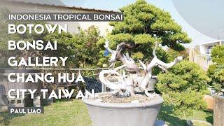 Gallery Bonsai Spesialis Bonsai Cemara Juniper, Botown Bonsai di kota Chang Hua ,Taiwan
