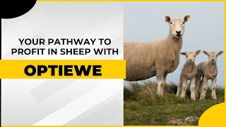 OptiEwe । Your Pathway to Profit in Sheep