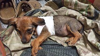 Soldier Finds Injured Puppy and Realises He Can't just Pass by