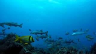 Boynton Inlet Dive (GoPro)