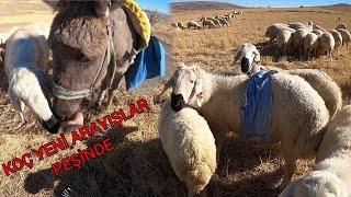 KANGAL KOYUNU | KOÇLANMA İŞİ DEVAM EDİYOR