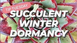 SUCCULENT WINTER DORMANCY (Which Succulents Are Dormant During Winter)