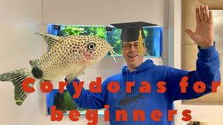 Corydoras for beginners