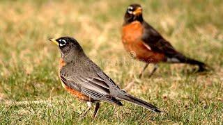 Learn Interesting Facts About the American Robin