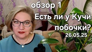 Есть ли у Кучи побочки?