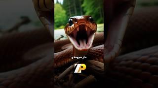 راسو و مار
