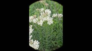 Asclepias verticillata (Whorled Milkweed) in Northeast Pioneers Greenway, (Winnipeg, Canada)