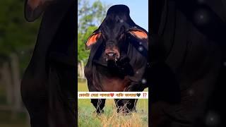 বিশাল বড় গরু  কে সেরা লালডা নাকি কালাডা ⁉️️#cow #animals #shorts #viral #foryou #2024