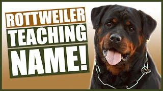 PUPPY TRAINING! Teaching Your ROTTWEILER Puppy Their Name