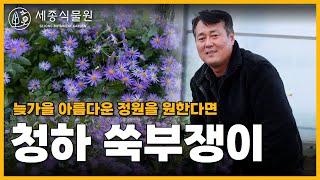 쑥부쟁이로 늦가을 정원을 아름답게! 키우기 쉬운 꽃 청하 쑥부쟁이 / 세종식물원