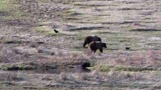 Grizzly Bears in Yellowstone