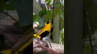 Weaver Bird | Aviary Birds