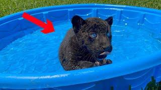 TRAINING BABY JAGUAR HOW TO SWIM !