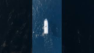 Whale watching in Gold Coast, Australia 