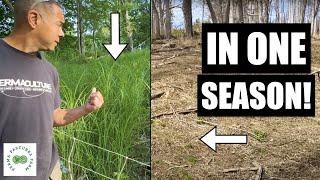 The Government's Invasive Grass is Taking Over // Silvopasture Update