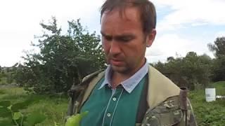 сорта ежевики для выращивания (продажа саженцев оптом)