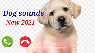 DOG new ringtone sound ||  New ringtone 2021