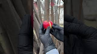 Turn a branch into a fruit tree  #branch #fruit #tree #easy