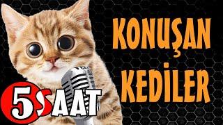Konuşan Kediler 5 Saat - Sinema Tadında Komik Kediler - PATİ TV