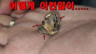 눈3개 몸2개 다리5개 꼬리2개 충격적인 도마뱀 탄생...이걸 어쩌죠..??