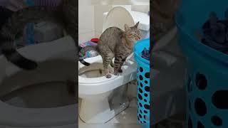 The kitten learned to use the toilet!