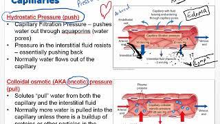 Ch 5 Lecture Video   Electrolytes Acids and Bases