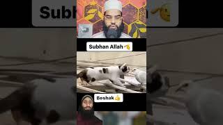 Ek Shikari Billi aur andha kabutar #shorts #trending #shots #deoband  #motivation #islam #islamic