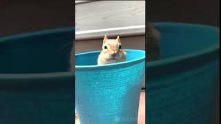 Cute hamster and nothing else
