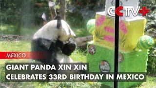 Giant Panda Xin Xin Celebrates 33rd Birthday in Mexico