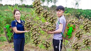 Harvesting AMBARELLA - The Fruit Has An Ugly Shape But Is Very Delicious Goes to the market sell