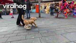 Dog Marionette Dances In Parade || ViralHog