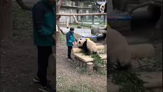 疾走熊猫如此欢乐！渝可渝爱 #大熊猫 #funny panda video