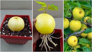 Best skills how to grow pears tree from pear fruit in pot 100% success