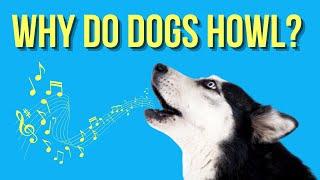 Why Do Dogs Howl? The Science Behind the Canine Behavior