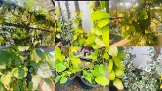 Money Plant ಬಳ್ಳಿ Bushy ಯಾಗಿ ಬೆಳೆಯಲು ಏನು ಮಾಡಬೇಕು ? Pothos / Money Plant / Life with Greens and curry