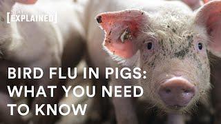 H5N1 bird flu has been found in a pig — What you need to know