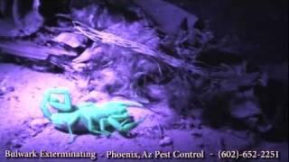 Black Light Hunting Scorpions- Phoenix, Arizona- Pest Control by Bulwark Exterminating (2 of 2)